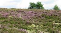 Wanderung in der Lneburger Heide