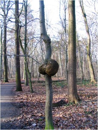 Wanderung durch die Eilenriede