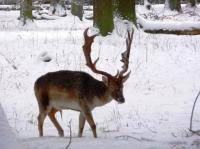 Im Tiergarten