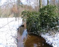 Winter in der Eilenriede